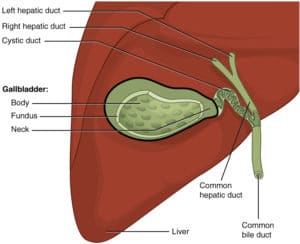 Image shows the location of the gallbladder for use in description of pathophysiology for a nursing care plan on cholecystitis. 