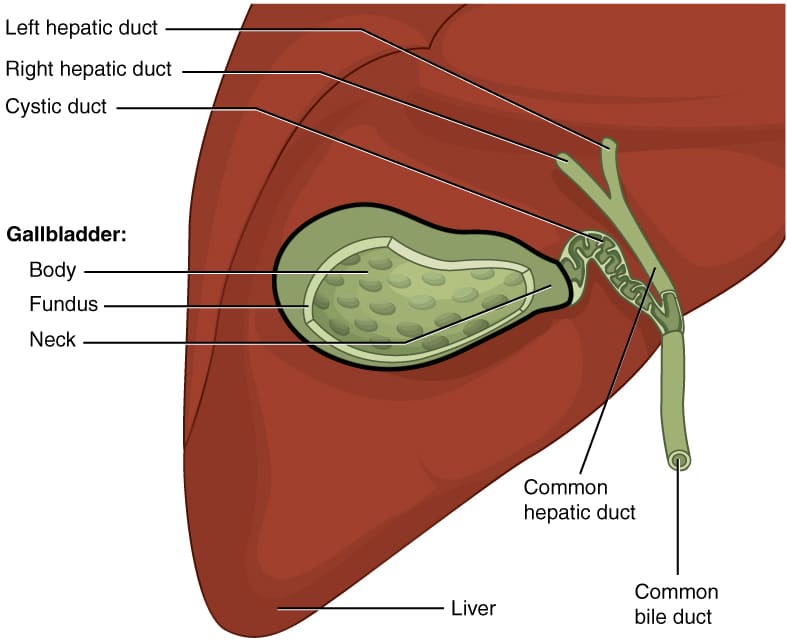 Nursing Care Plan (NCP) for Cholecystitis Free Courses