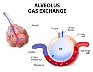 Healthy Alveolus Gas Exchange