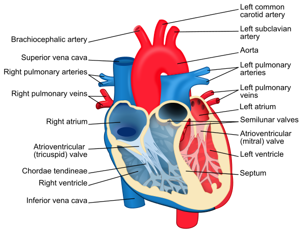 Week 1, CVM) Anatomy of the Heart Flashcards