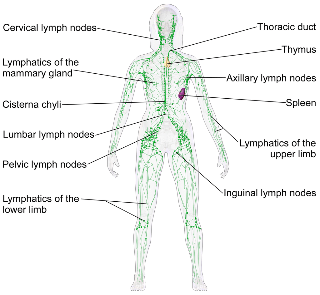 BIA lymphatic system assessment