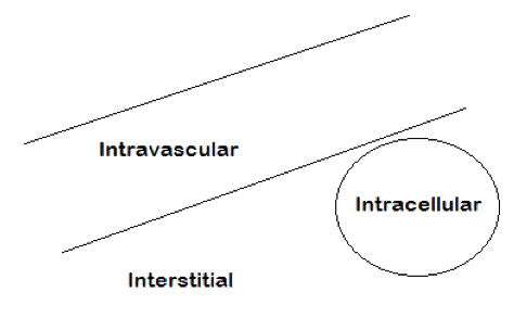 intravascular intracellular and interstitial fluids