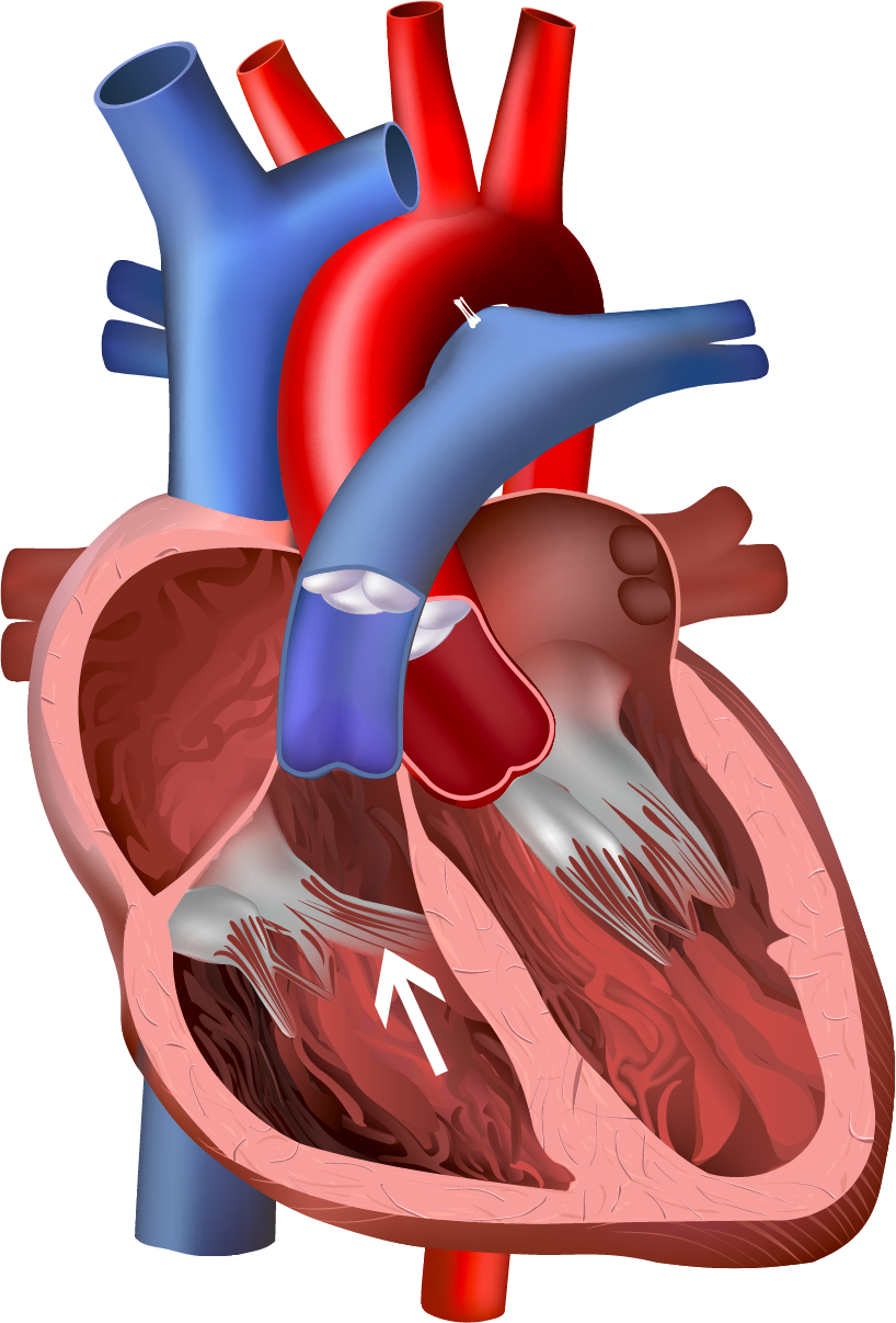 Heart Failure- Heart Anatomy